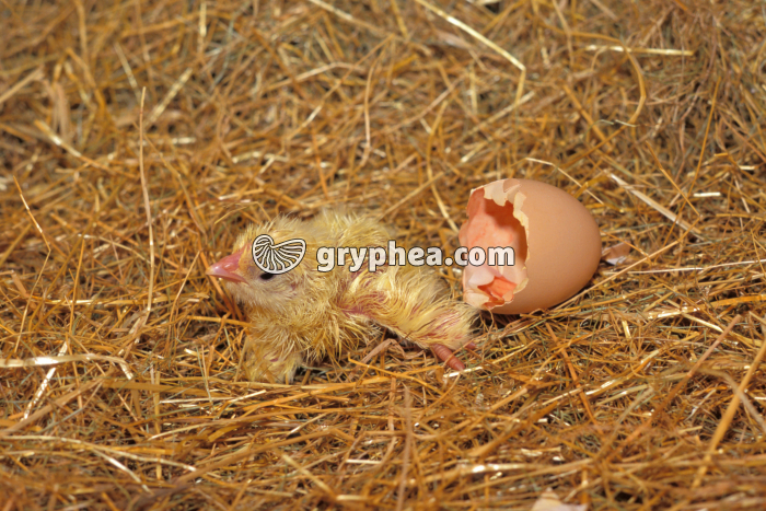 Poussin nouveau-né - gryphea.com